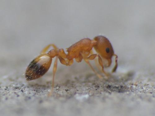 Réf. 263 432 : Temnothorax unifasciatus